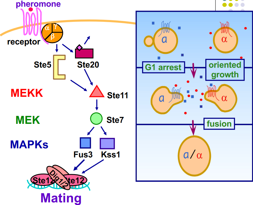 Mating Pheromone Response Pathway