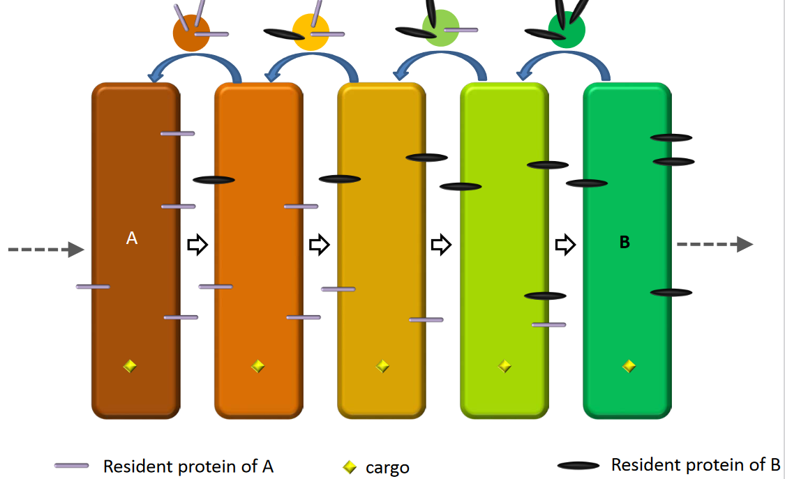 Maturation Model