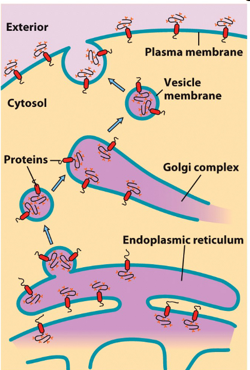 Membrane Trafficking Diagram