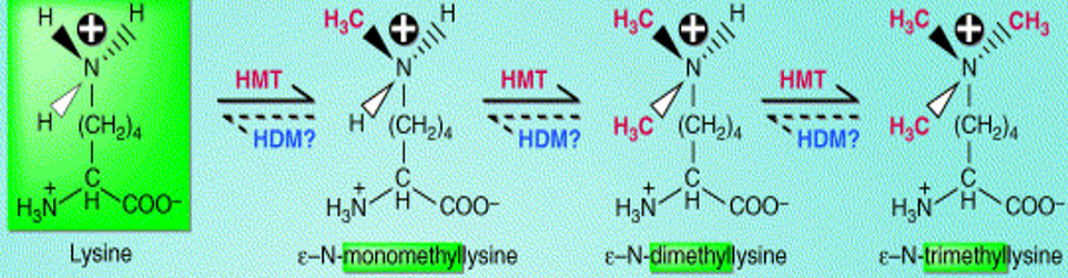 Methylation of a Lysine Molecule