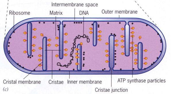 Cross-Section of a Mitochondrion