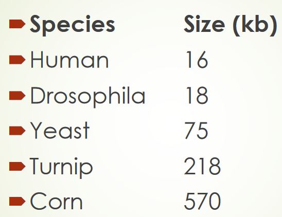 Varying Mitochondrial DNA Sizes