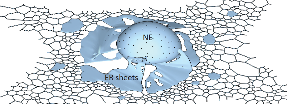 Schematic of the Nuclear Membrane