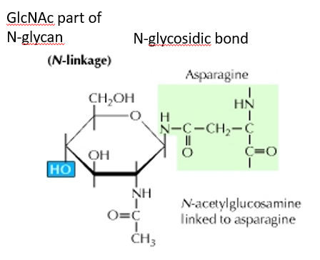 A N-Linked Glycoprotein