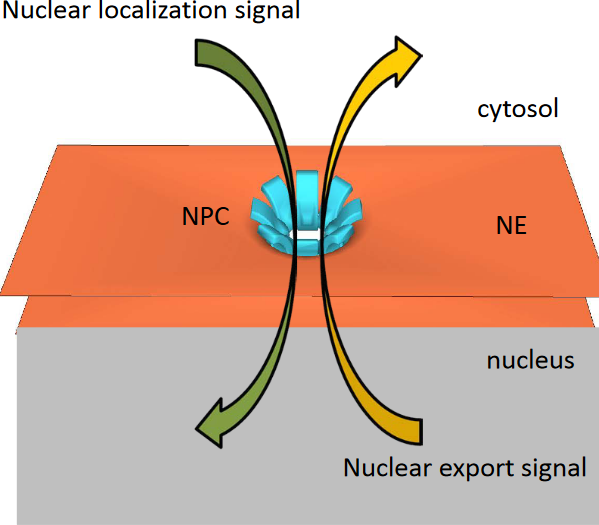 Nucleocytoplasmic Trafficking