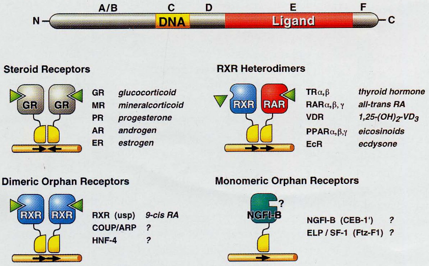 Different Kinds of Nuclear Receptors