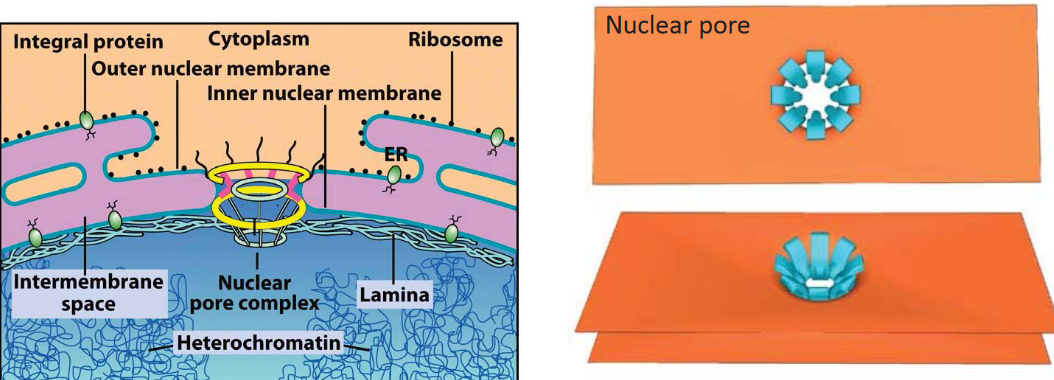 Diagram of the Nuclear Envelope