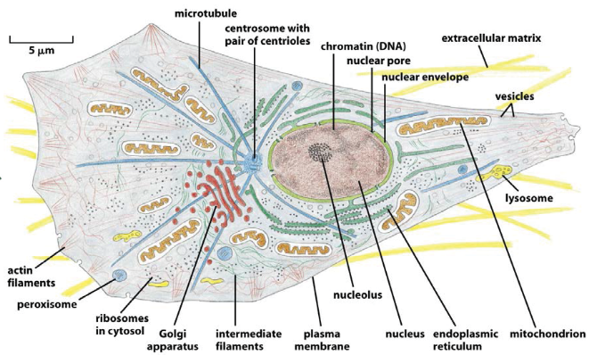 Some Eukaryotic Organelles