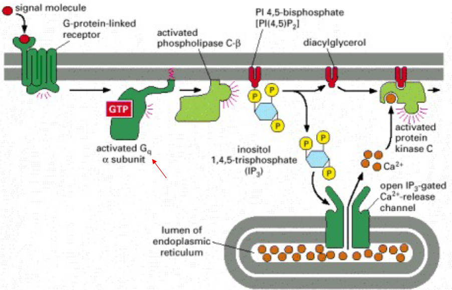 Activation by Phospholipase C