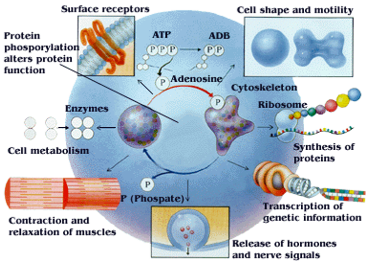 Phosphorylation as a Regulatory Process