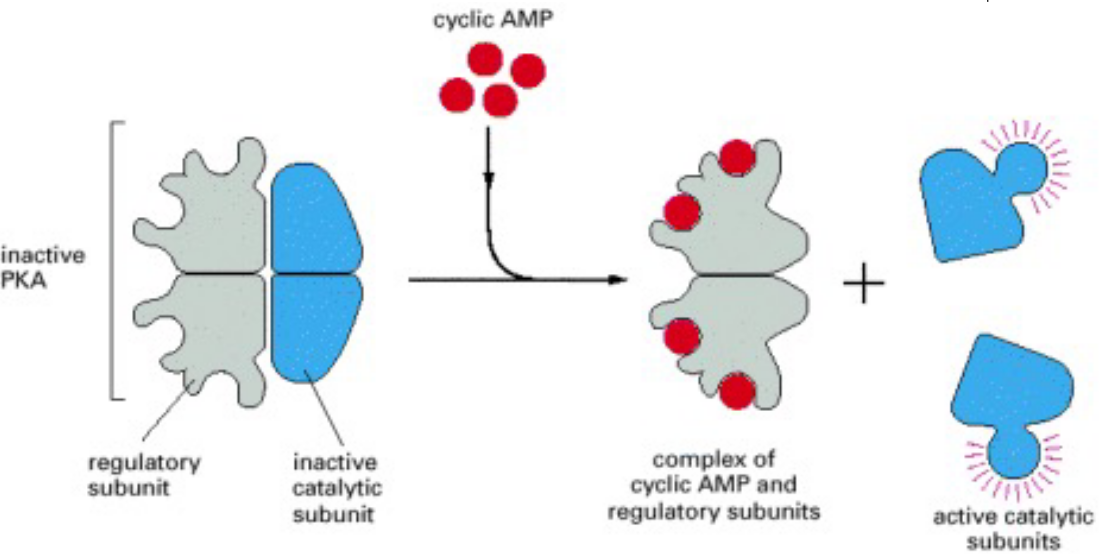 Activation of PKA