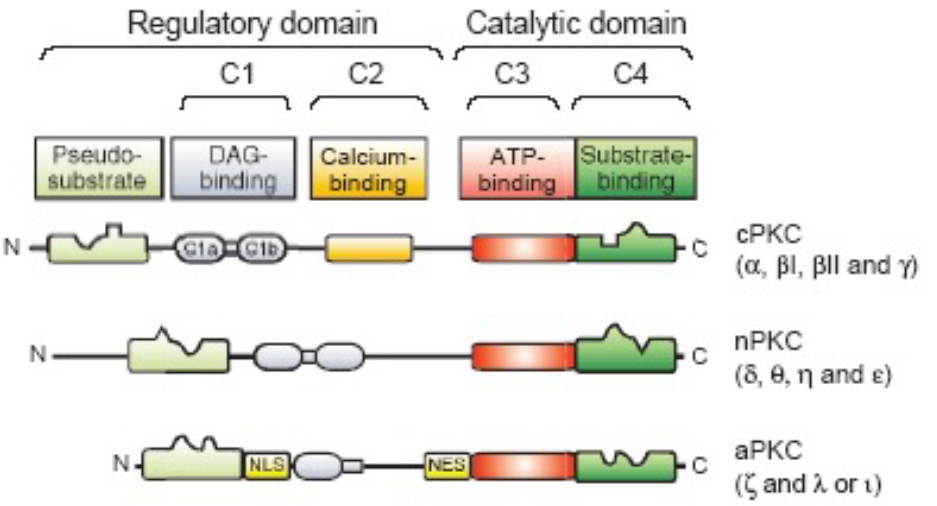 Isoforms and Regulatory Sequences of PKC