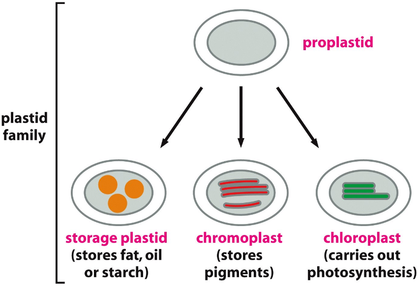 Different Types of Plastids