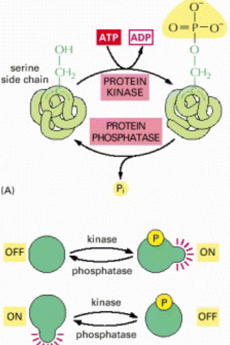 Protein Phosphorylation