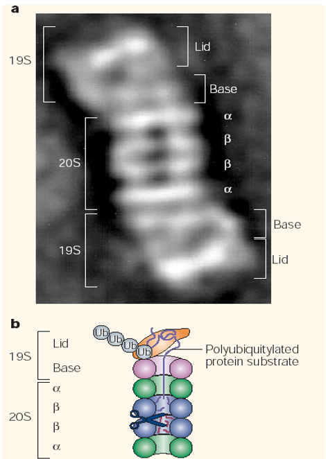 Structure of a Proteasome