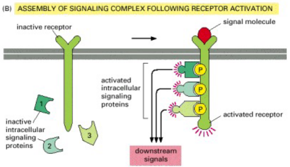 More Examples of Signalling Networks (Involving Receptor Activation)