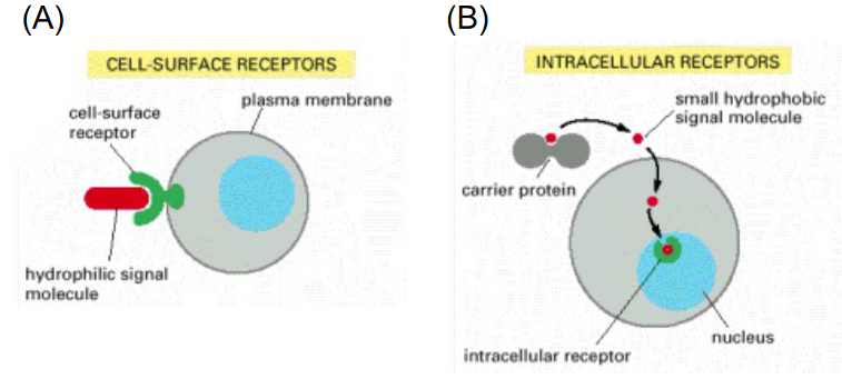 Different Kinds of Receptors