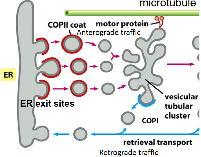 Retrograde Traffic During COPII Vesicle Export