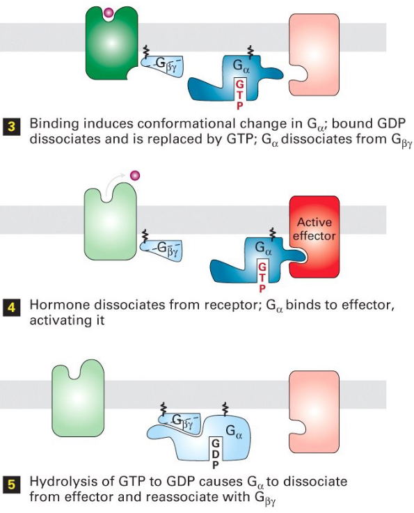 Steps 4 - 6 of Trimeric G Protein Activation and Deactivation