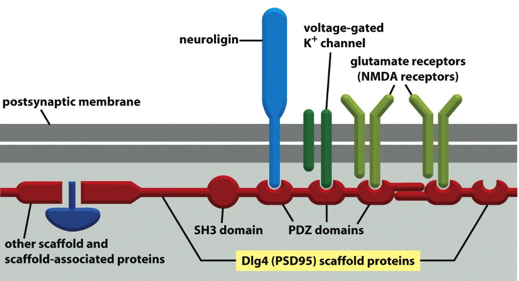 Scaffold Proteins Holding Together a Synpase