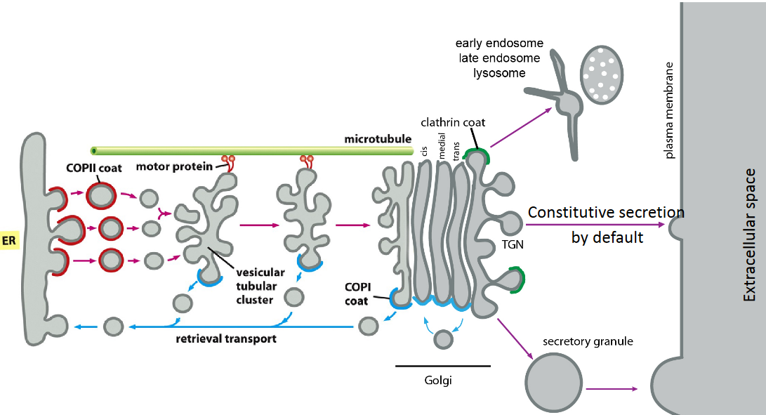 Diagram of the Secretory Pathway