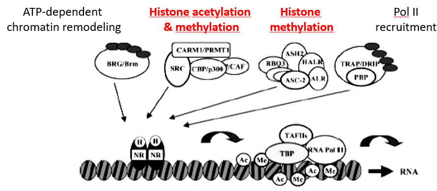 Acetylation and Methylation in Signal Transduction