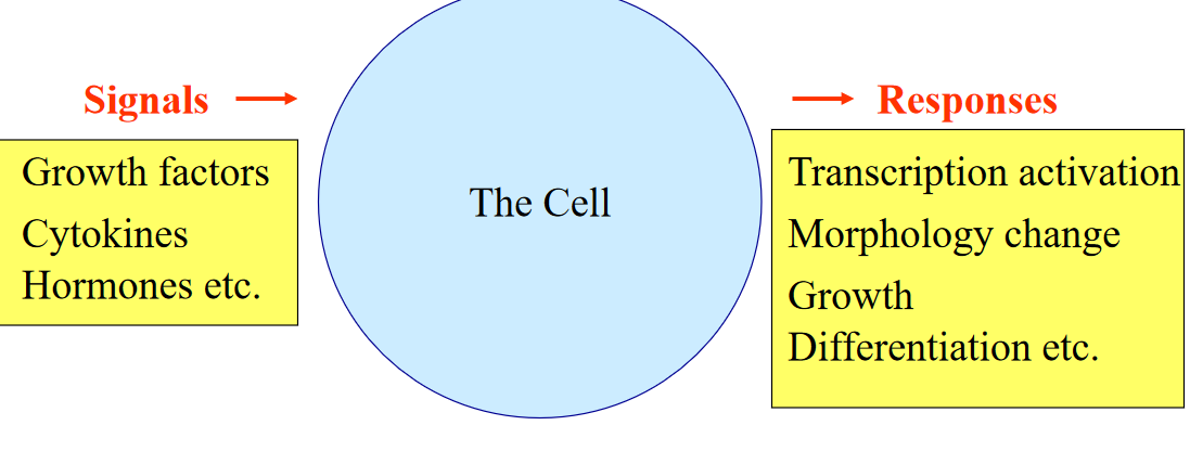 A Flowchart of Signal Transduction