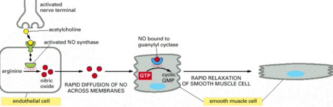 NO in Smooth Muscle Relaxation