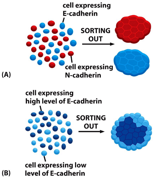 Cadherin in Cell Sorting