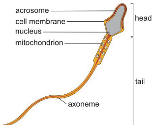 Diagram of a Sperm