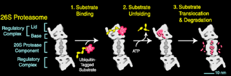 How the Proteasome Works