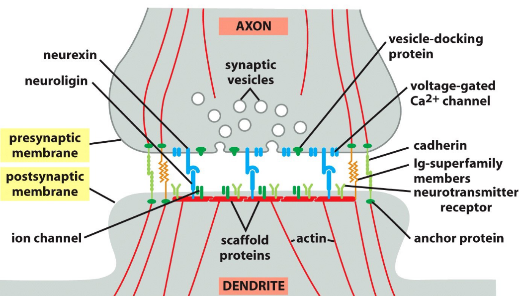 A Textbook Depiction of a Synapse