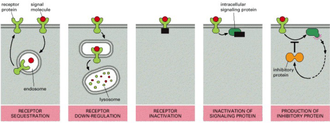 Modes of Desensitization to a Signal Molecule