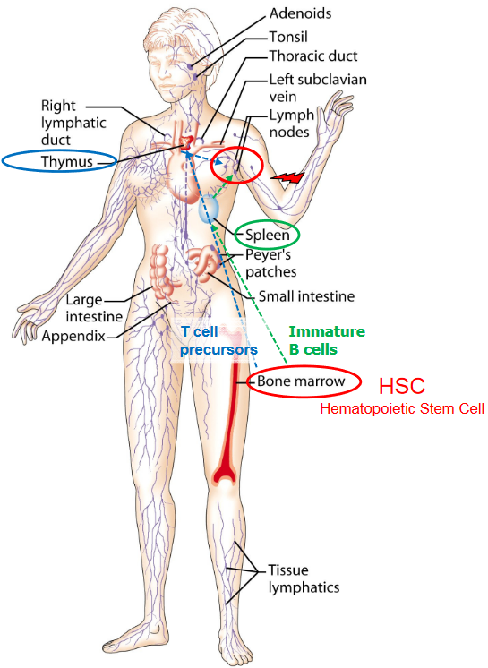 Sites of T-Cell Production