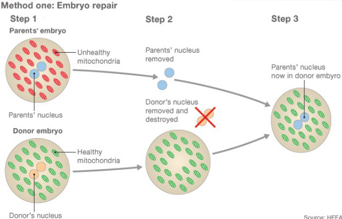 Three-Person Baby Formation Schematic