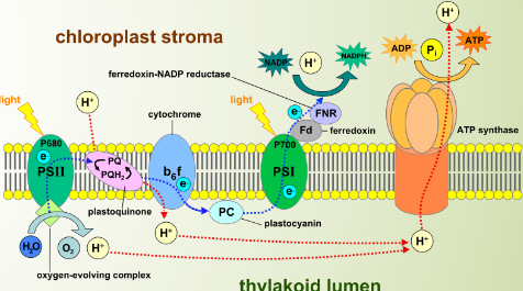 Protein Assemblies on the Thylakoid Membranes