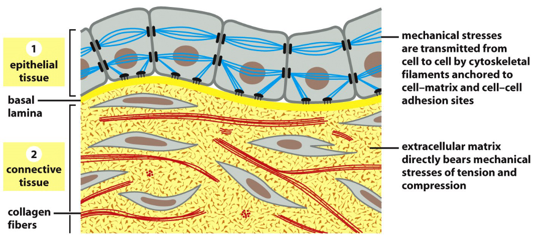 Epithelial and Connective Tissue Connecting Cells