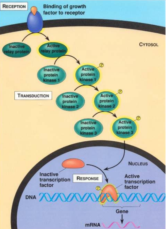 An Example of Signal Transduction