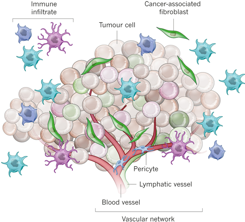 Physiology of a Tumor Cell