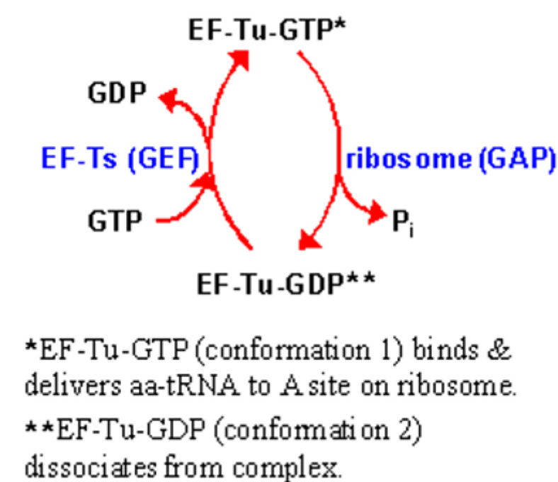 EF-Tu role in Elongation