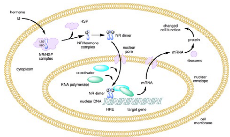 Type I Nuclear Receptors