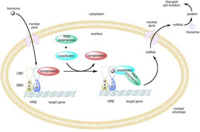 Type II Nuclear Receptors