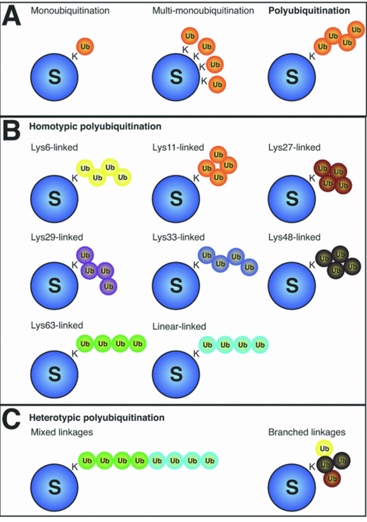 Types of Ubiquitin