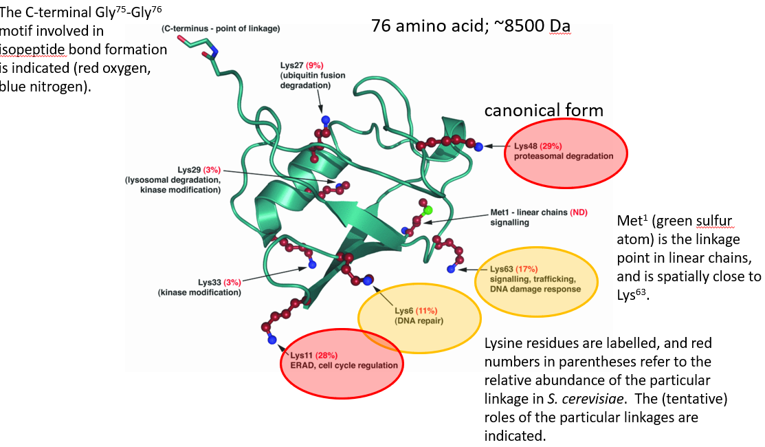 Structure of Ubiquitin