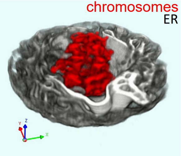 Confocal Microscopy Being Used to Visualize Organelles