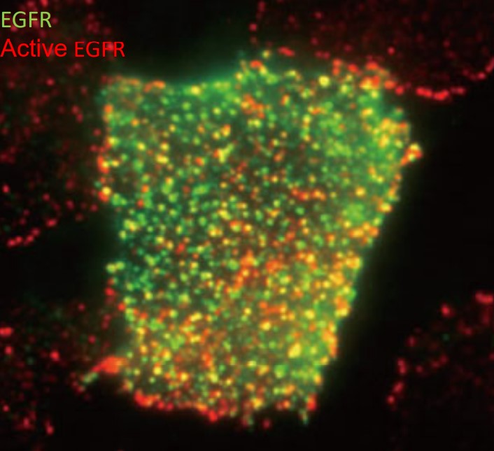 Single Molecule Imaging on a Sample