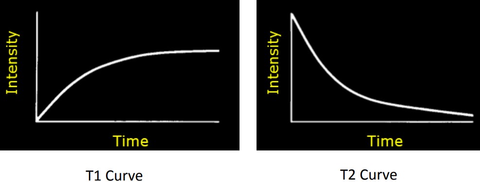 T~1~ and T~2~ Relaxation Curves