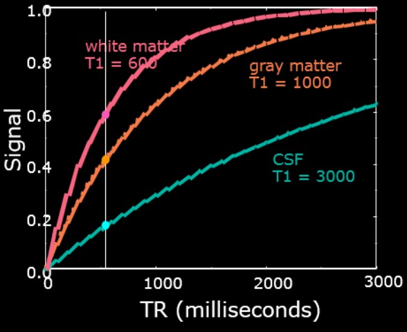 T~1~ Weighting