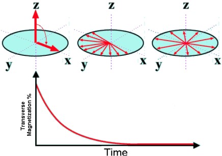 T~2~ Relaxation Graph