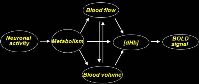 Oxyhemoglobin and deoxyhemoglobin in a vein